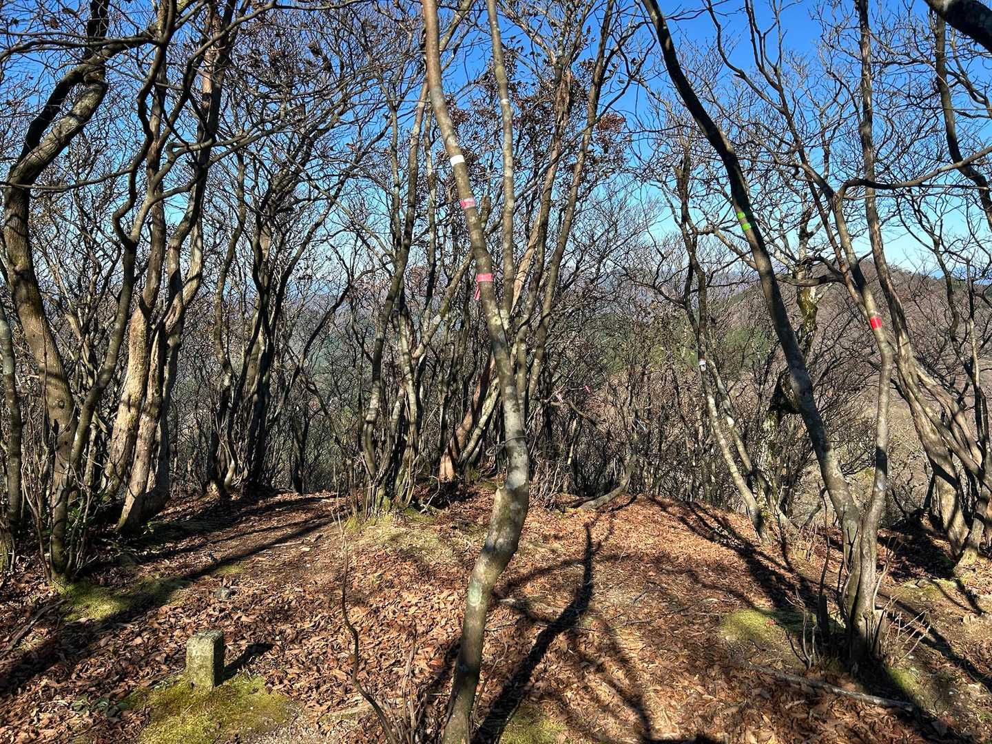 ここが分岐です　緑色の二重テープ手がかりでした