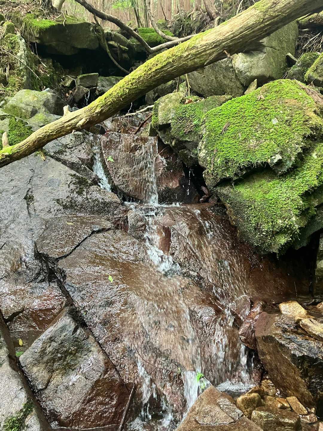 山道には、あちらこちらに小さな沢有り