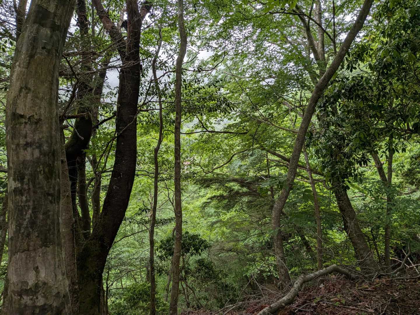 14：40頃、頂上から下りてきた本隊と合流し、一緒に下山しました。
黙々と下ってきたので、ちょっと立ち止まった時に写しました。雨もパラパラしてきて、上だけレインウェアを着るようご指示がありました。