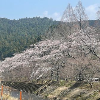 ならここの里は、河津桜の時期からからソメイヨシノの時期まで350本のサクラが咲き続けるそうです