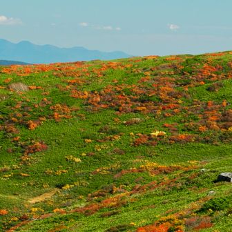 🍁🤩