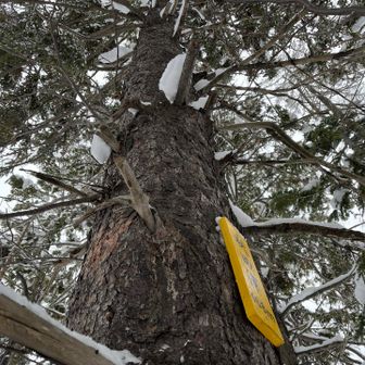 母の旧姓、木下