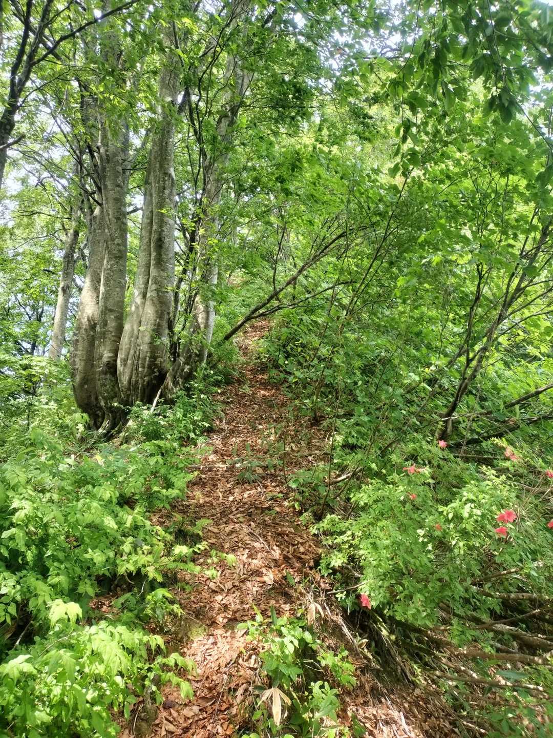母狩山 往復コースの写真