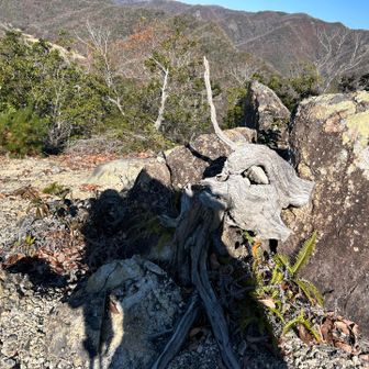これがどうしても鹿の白骨化に見えて💦😱