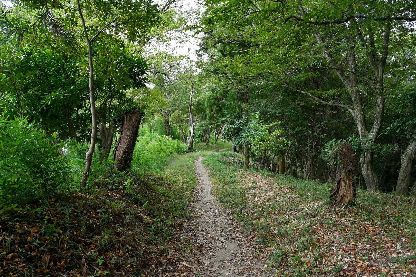 とても整備された登山道