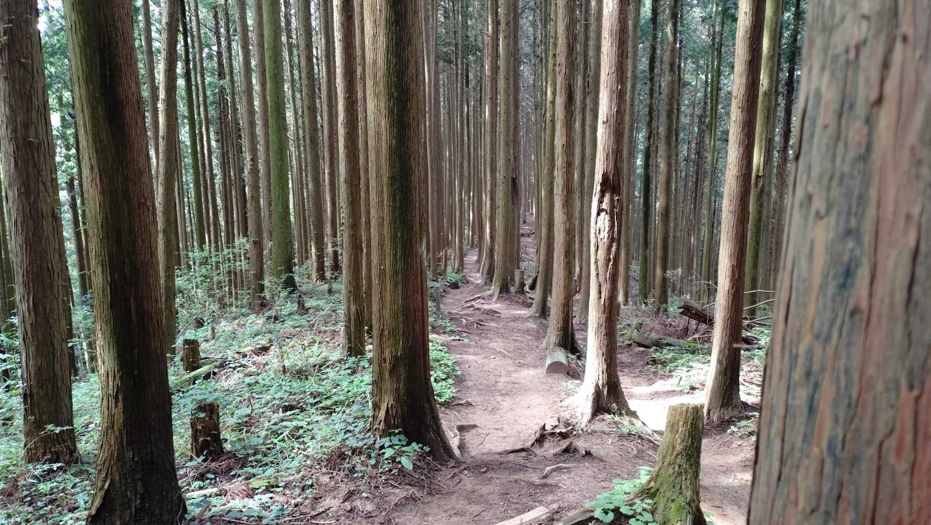 降りてくると、気温も上がり
暑くなってきました。