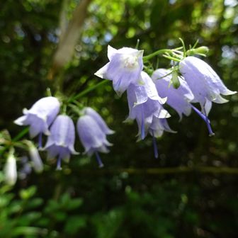 途中からお会いした2人組の登山者に、地元グルメと温泉を教えて頂きました。
ありがとうございました😊

下山時は太陽が真上に登り、暑かったです💦
水分を多めに持参して良かったです。
