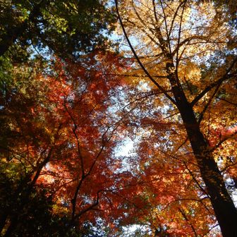 まだ紅葉残る！