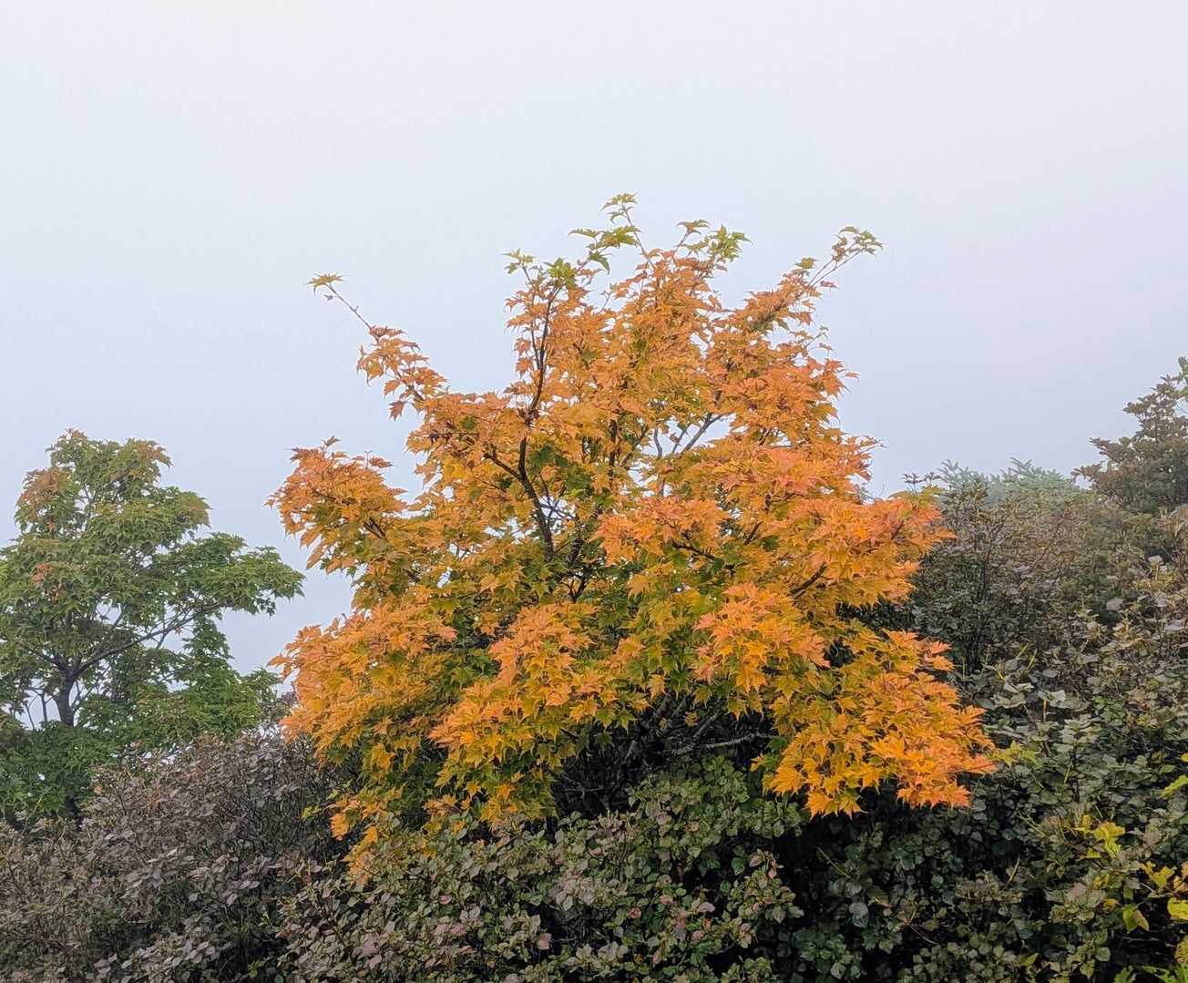 紅葉キレイ🍁