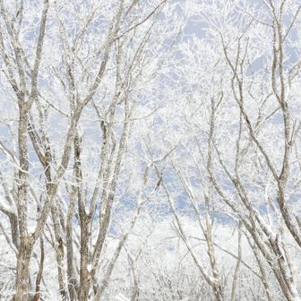 その道中も美しい霧氷が続いてペース上がらず。こんなブルーグレーの空の背景もたまらなくいいです。