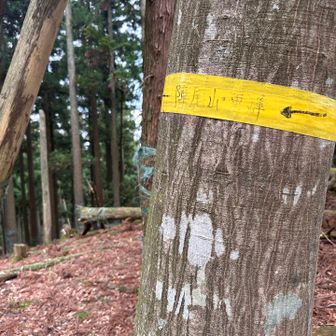 戻ってきて、、、
神尾山東峰⛰️あるんだー

もう急登はお腹いっぱい😅
距離は長くなるけど、横に行こ