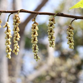 キブシ？←調べた