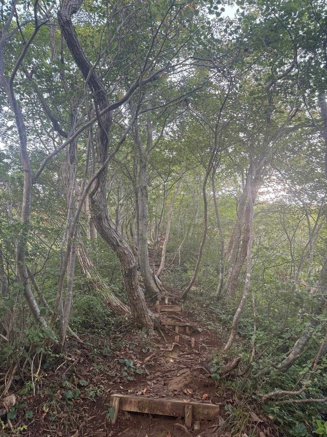 途中からブナ林に🌴