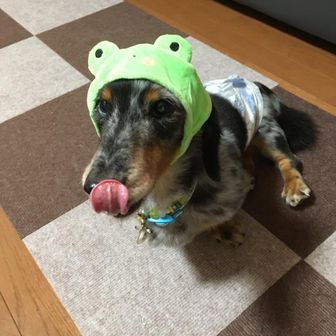 シド