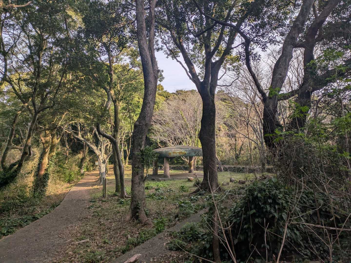 大島山 周回コースの写真