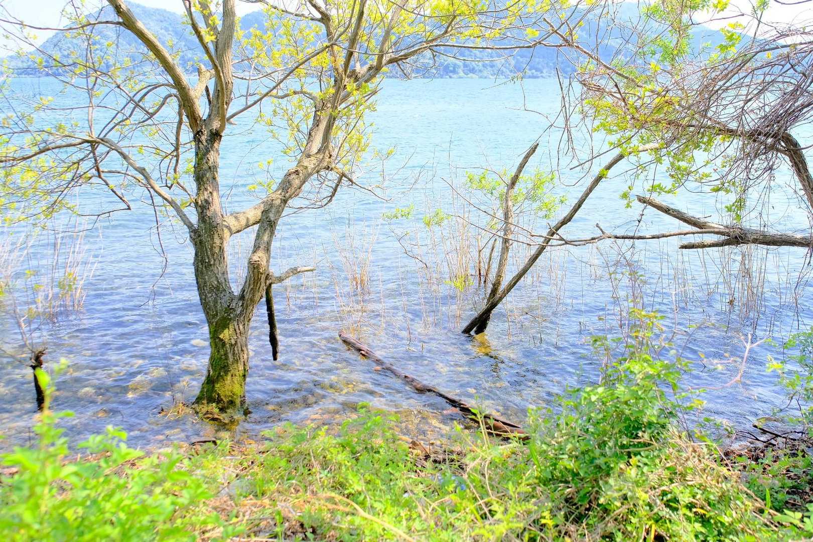 水面から木が生えてるのは海にはない景色ですね