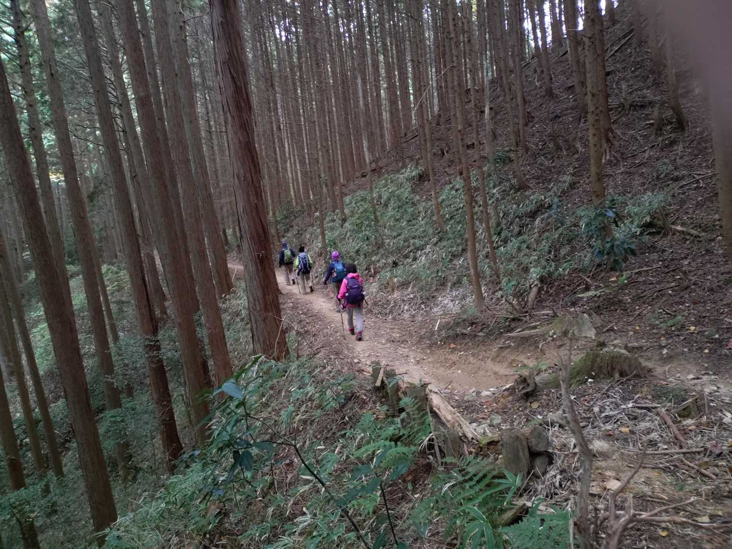 いい感じのウォーキングです