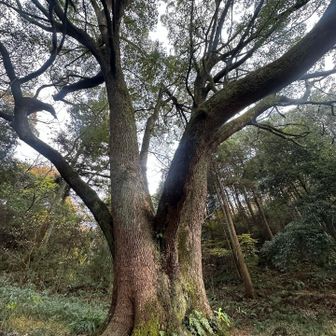大きなクスノキ🌲