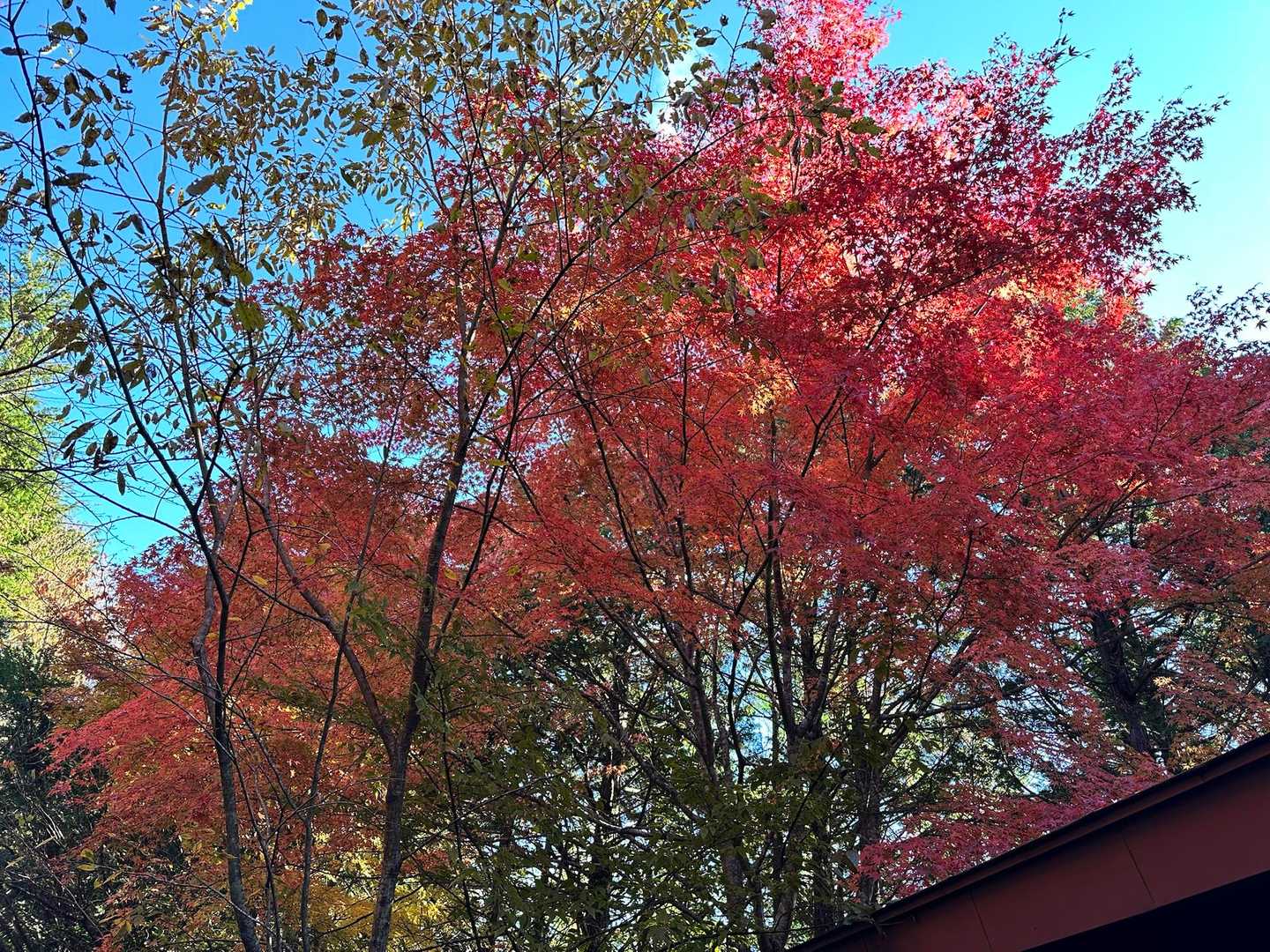 すんごい赤い🟥🍁