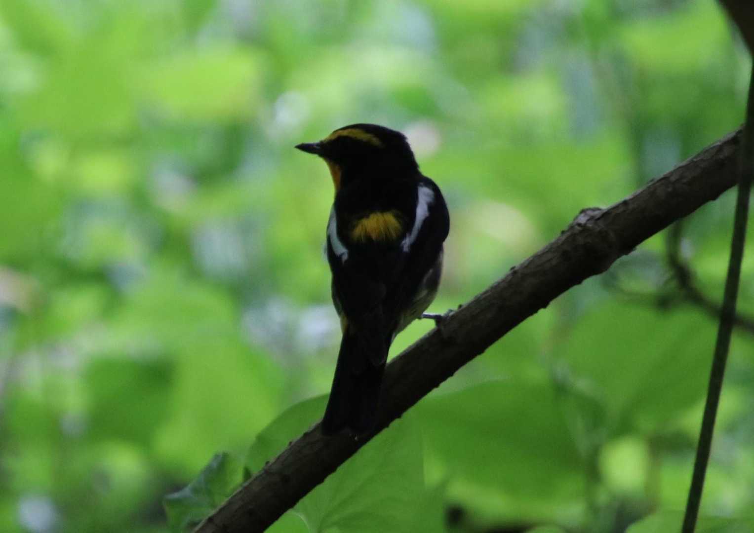 キビタキ発見