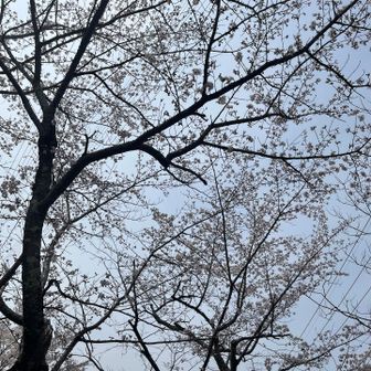 公園まで降りてきました。意外と細くて山道なのに軽装の人ばかりでビックリしました。が、公園来て納得。桜祭りだったんですね。