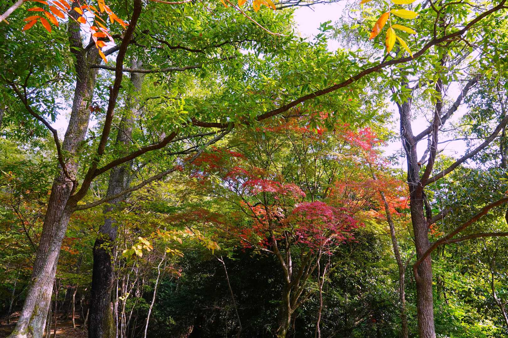 紅葉はほんのわずか