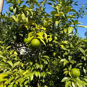 柚子発見🍊