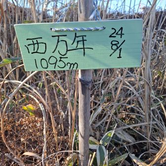 西万年にとうちゃこ🤙

ピークは、背丈ほどの藪とMKに隠れています