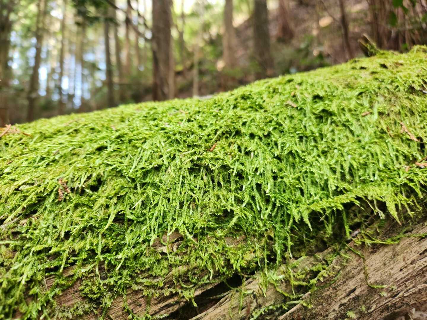 沢を渡り倒木を越えます