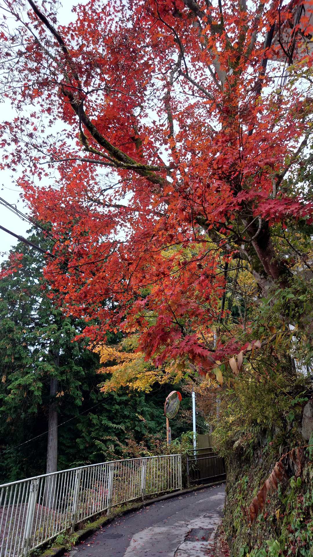 紅葉