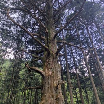 高見杉🌲樹齢約700年😳
存在感あります🥹