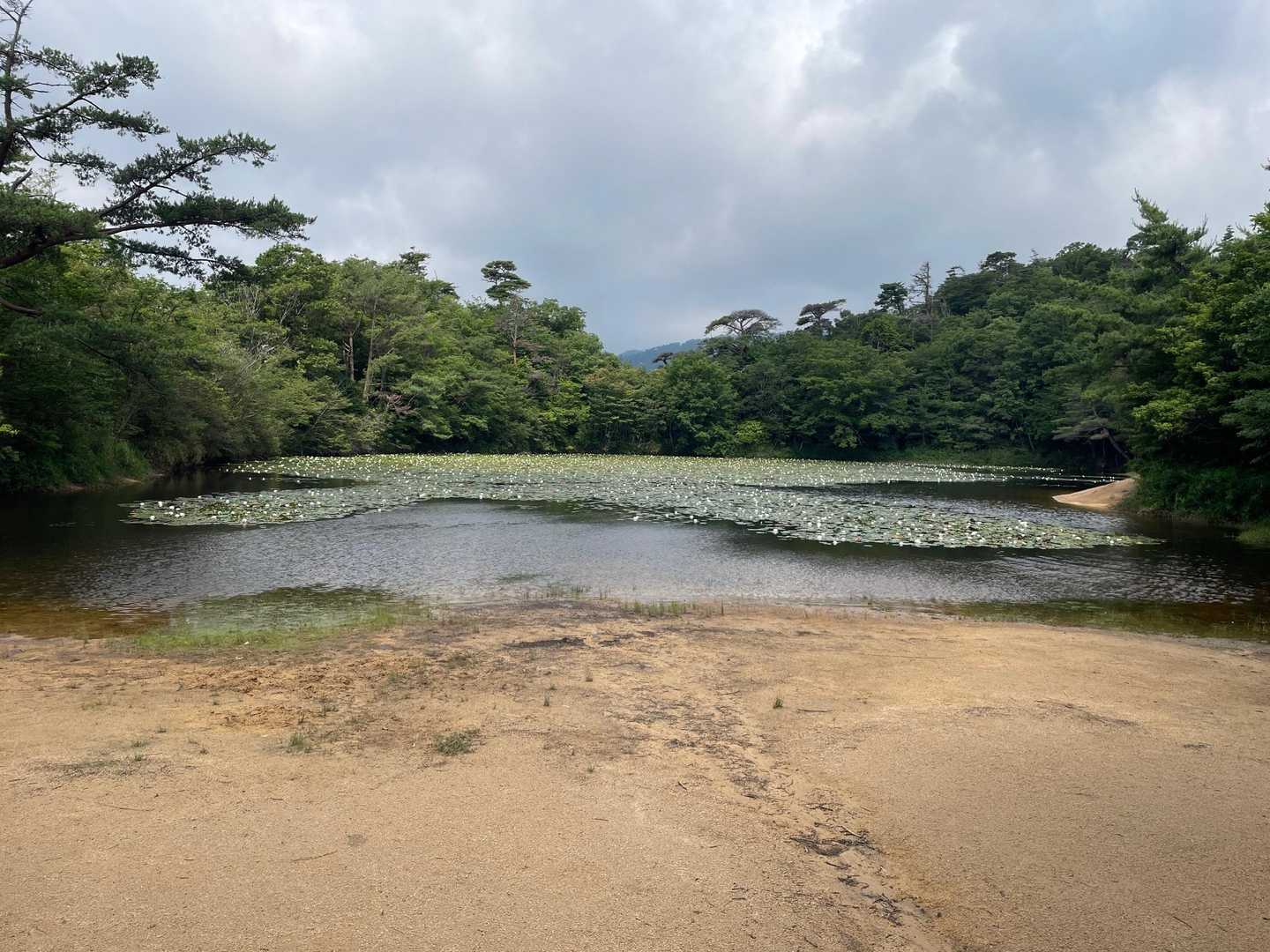 久しぶりの横池は水量も豊富で蓮が満開です
