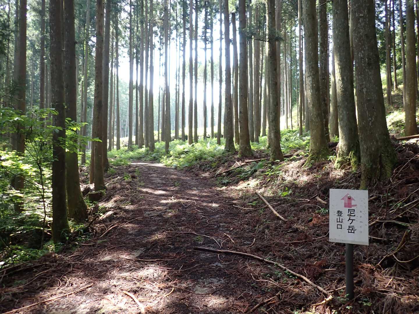 木立の木漏れ日は、気持ちがよく