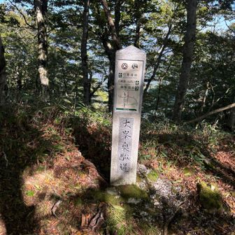 なんとか分岐まで戻ってきた
🅿️への下りはここからが近そうだぞ