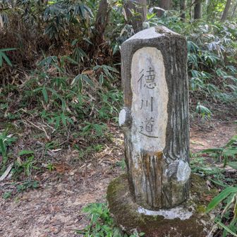 徳川道🪨で来ましたょ〜