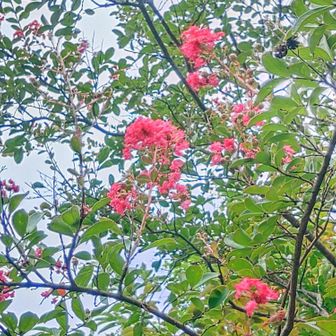 今日の花はコレしか咲いてませんでした♥️
うちのAIは自信無さそうにサルスベリに
見えますと申してます🤖
サルスベリ(百日紅)にしておきます🐵