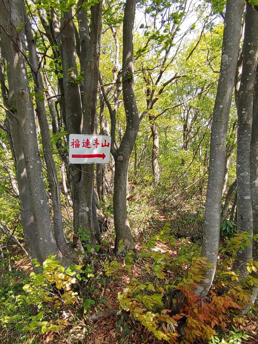 右に🏃
真っすぐも踏み跡あった…