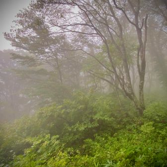 霧雨だ