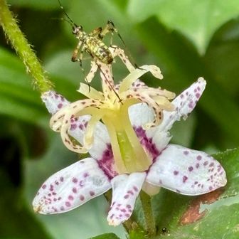 ヤマジノホトトギスに🦗トッピング