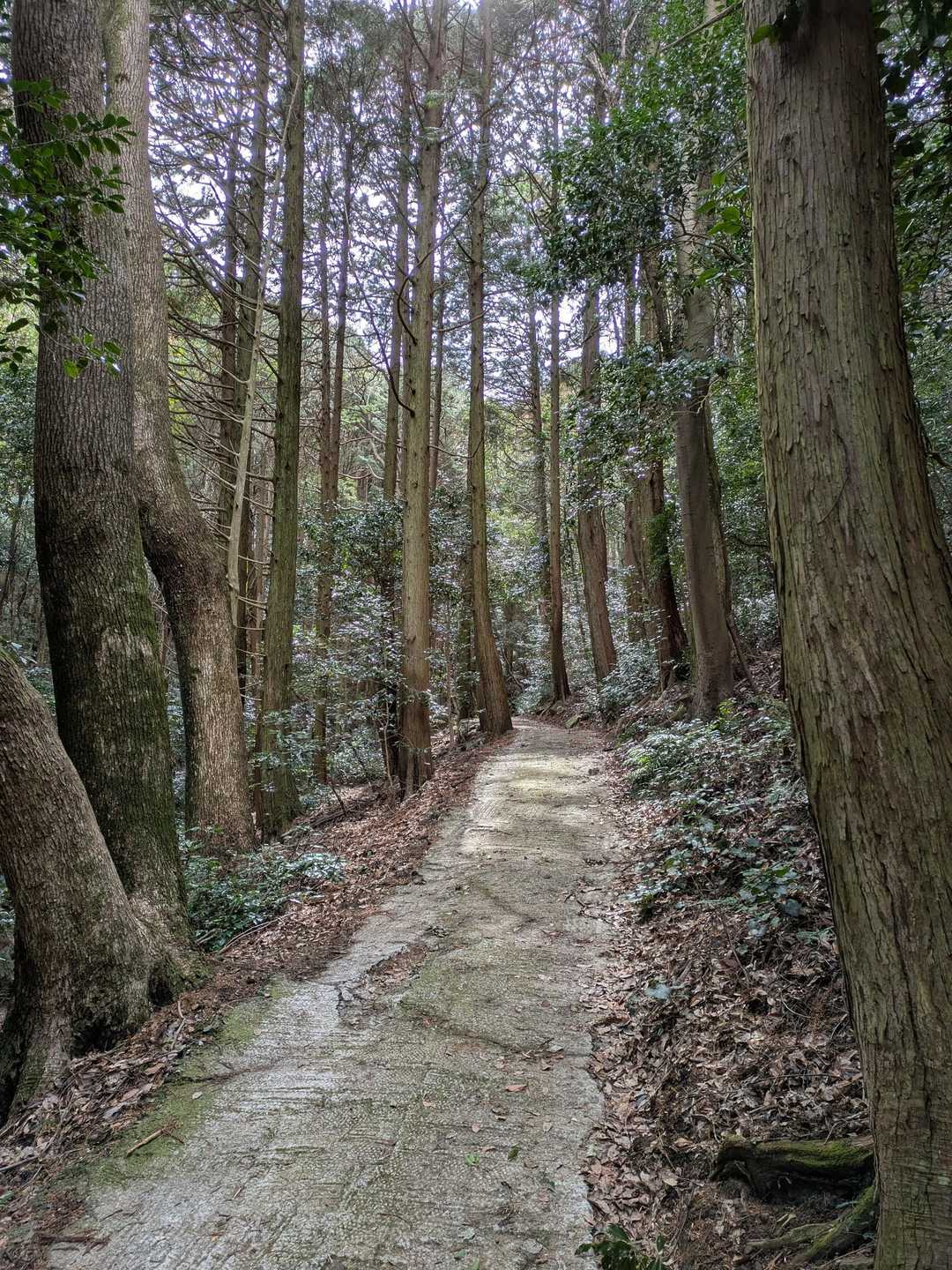 車道から登ります