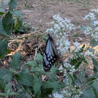 摩耶ケーブル虹の駅にも🦋
この子はメスのアサギマダラらしいです
メス🦋に会えるのは珍しい　とおじさんがゆうてました😊