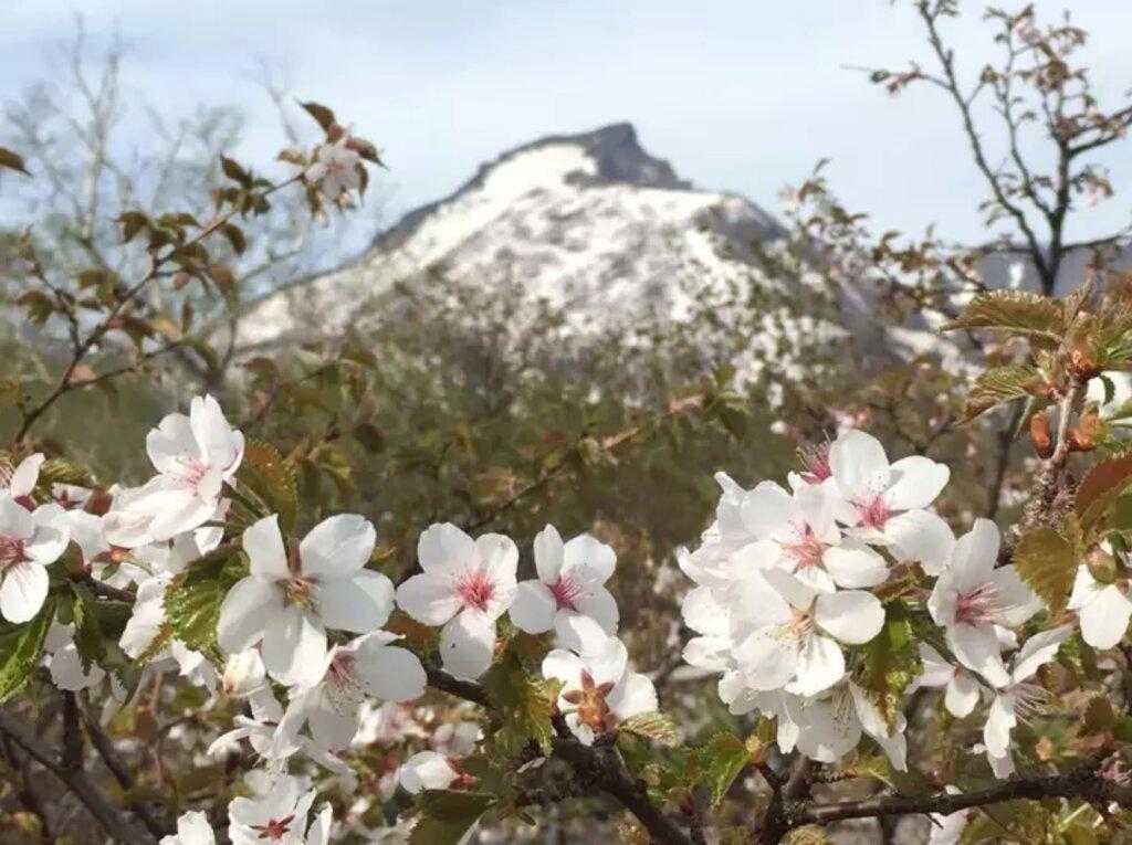 日本一開花が遅い6月のチシマザクラを楽しむ黒岳の写真