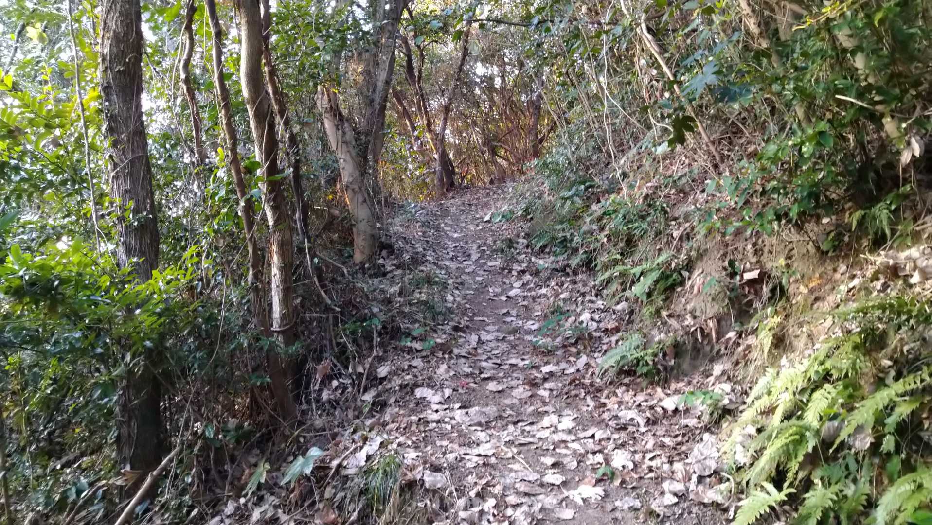 柴尾山 往復コースの写真
