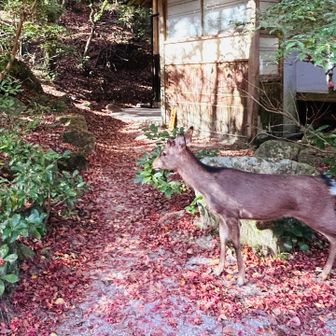 で紅葉🍁の絨毯と鹿🦌