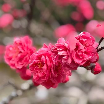 梅も咲いてました♪