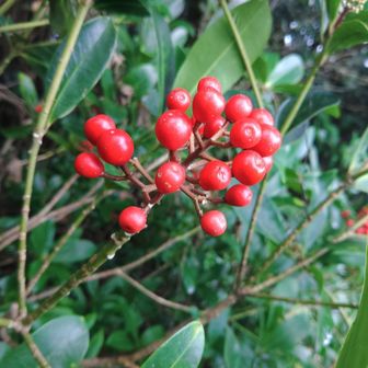 ミヤマシキミ？
こんなとこにも生息してるとは