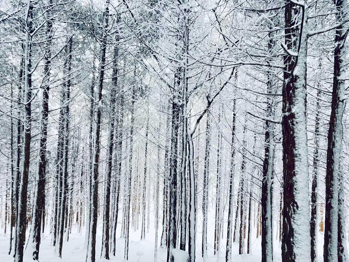痩せた木々も、今日は美しい風景に✨
