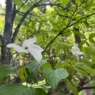 最後にヤマボウシさん