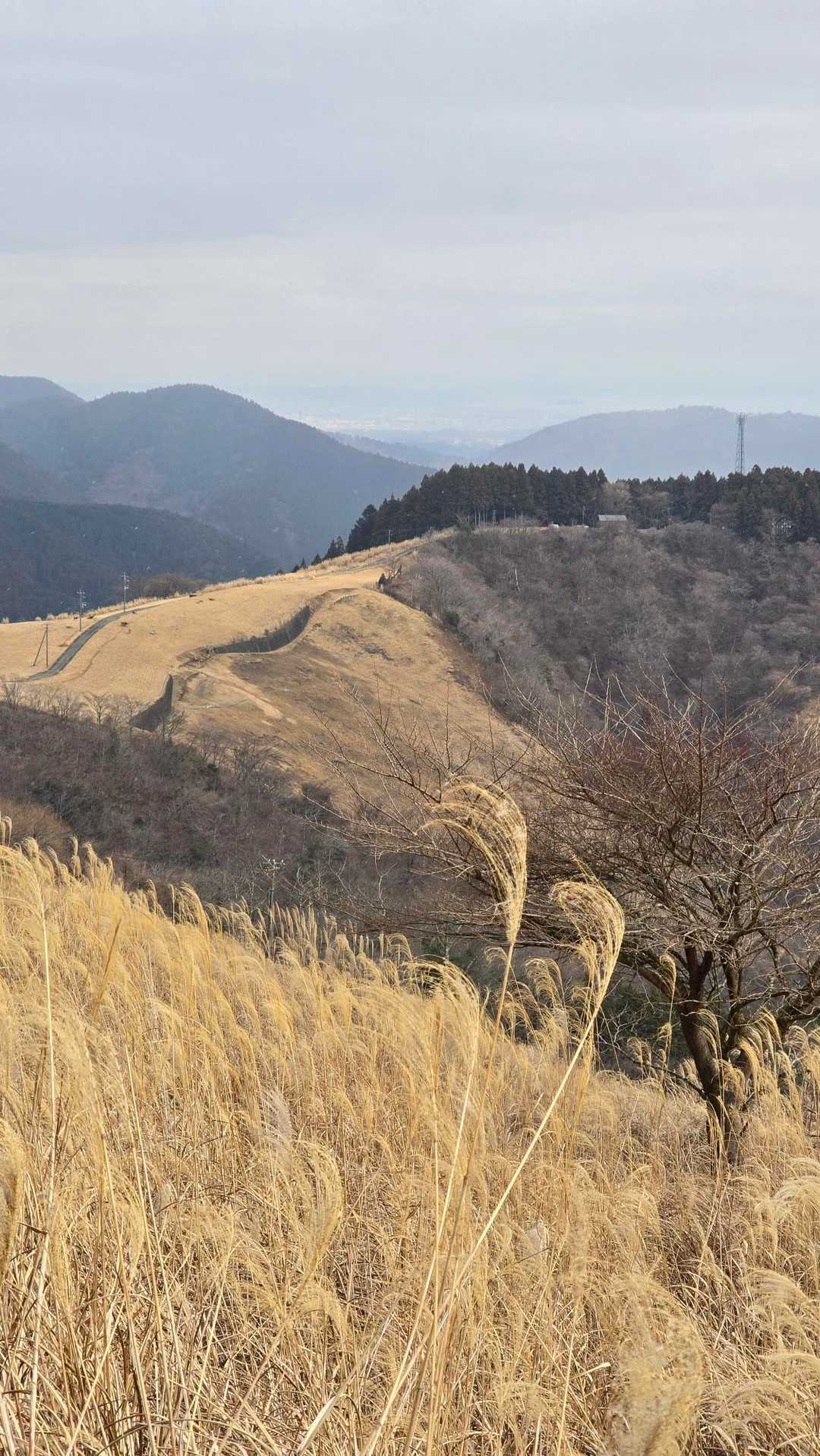 大野山登り口-大野山 往復コースの写真