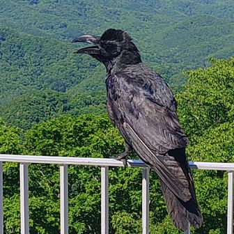 カラスをアップで。
突かれるリスクを抱えながら激写しました📸